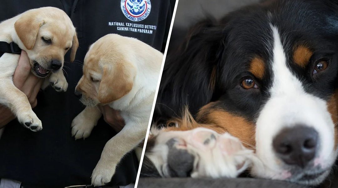 You Can Now Adopt Dogs Who Failed Government Training For Being Too Friendly