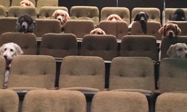 Canadian Service Dogs Watching Live Musical As a Part Of Their Training