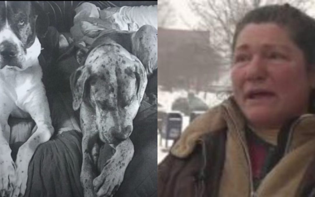 Hampden Woman Gets 25+ Dogs Seized – Says She’s Going To Fight For Them