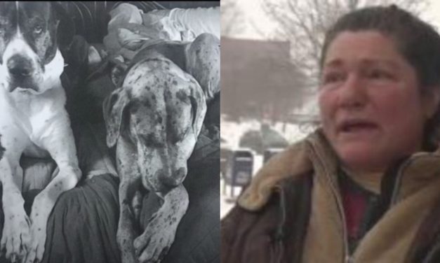 Hampden Woman Gets 25+ Dogs Seized – Says She’s Going To Fight For Them