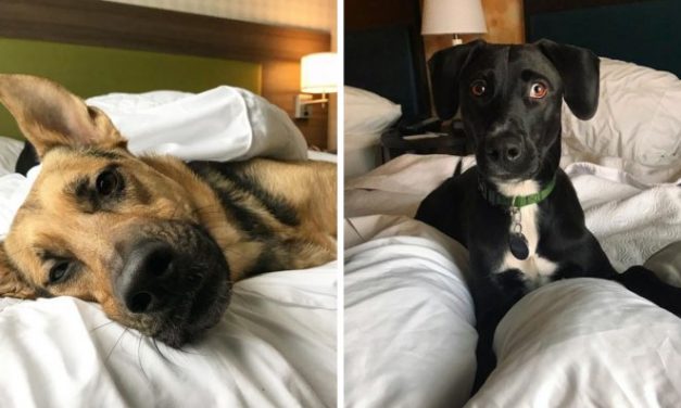Hotel Lets Guests Foster Dogs During Their Stay, At Least 33 Of Them Have Been Adopted Afterward
