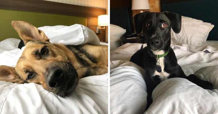 Hotel Lets Guests Foster Dogs During Their Stay, At Least 33 Of Them Have Been Adopted Afterward