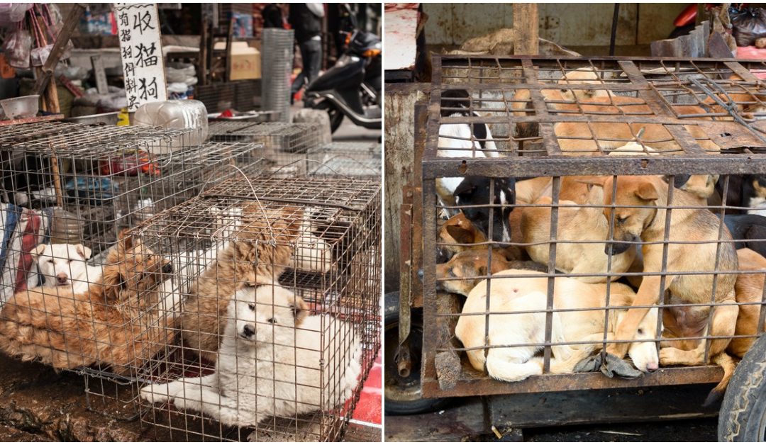 Coronavirus Encourages First Ever Chinese City To Ban Eating Cats And Dogs