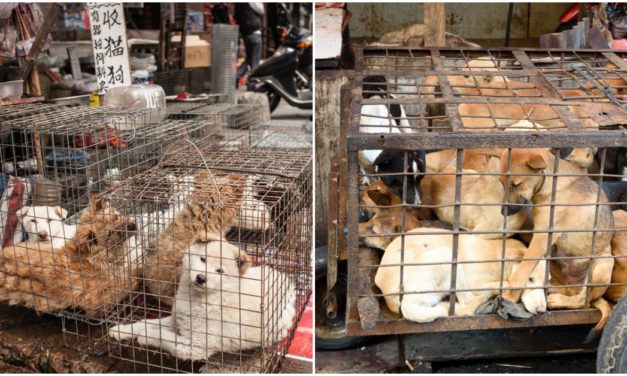 Coronavirus Encourages First Ever Chinese City To Ban Eating Cats And Dogs