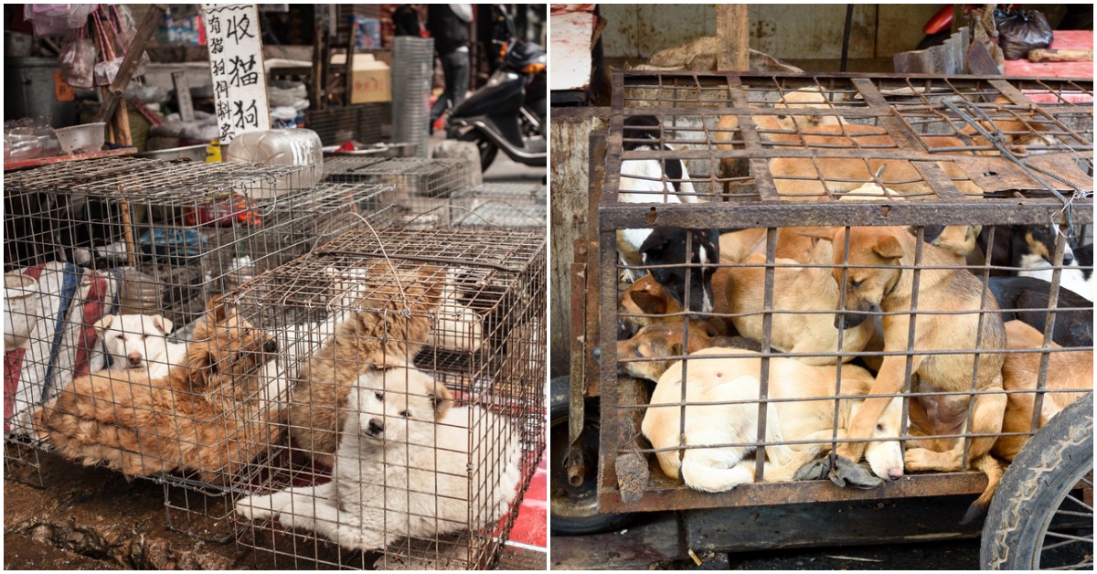 Coronavirus Encourages First Ever Chinese City To Ban Eating Cats And Dogs