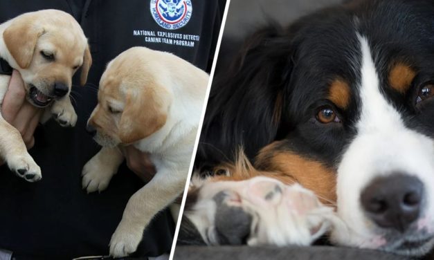 You Can Now Adopt Dogs Who Failed Government Training For Being Too Friendly