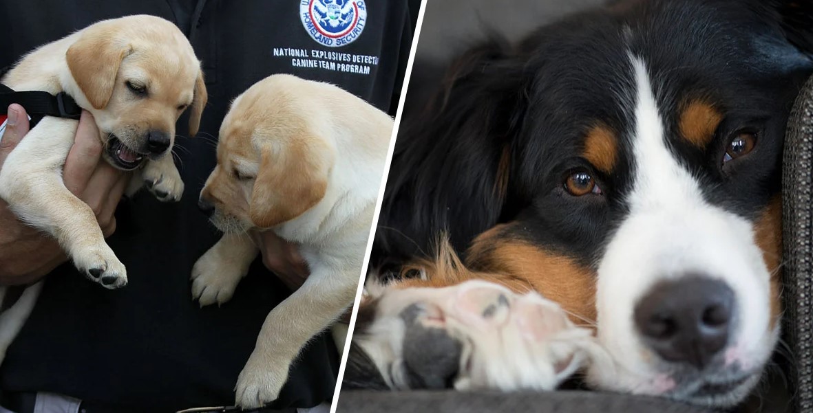 You Can Now Adopt Dogs Who Failed Government Training For Being Too Friendly