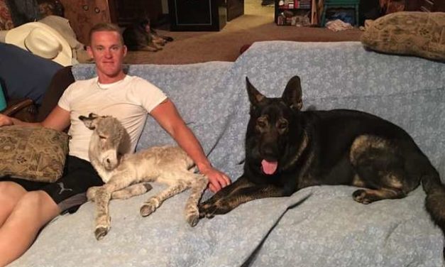 Once-Sickly Donkey Thinks He’s A Dog, Wags His Tail Every Time Dad Is Coming