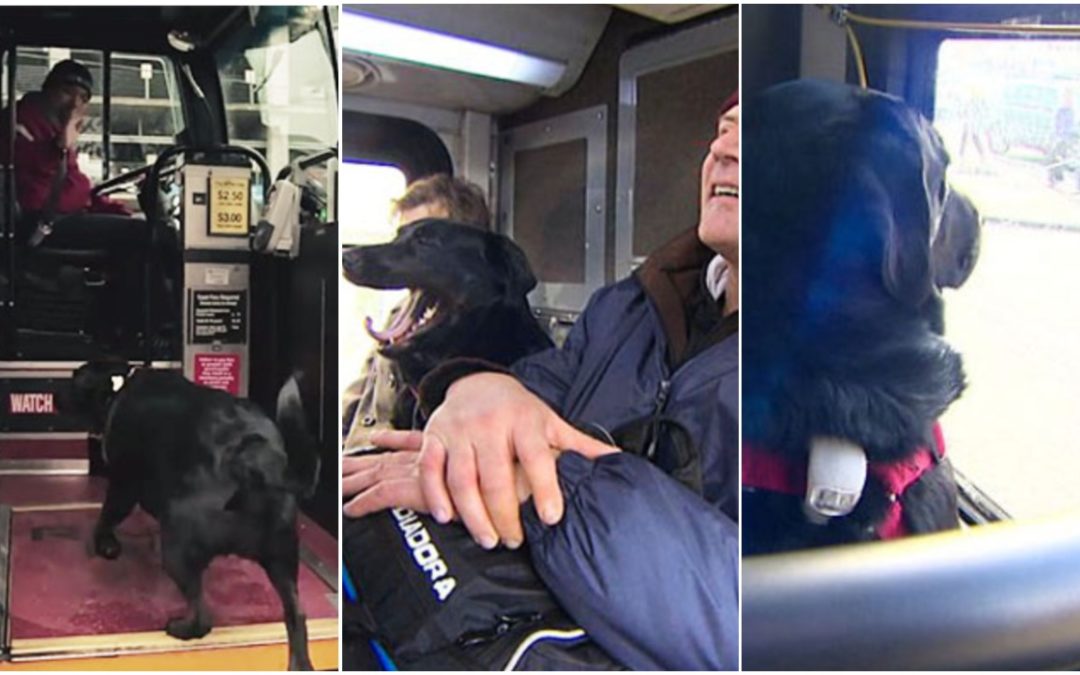 Dog rides bus by herself every day to play in local park – then takes bus home again