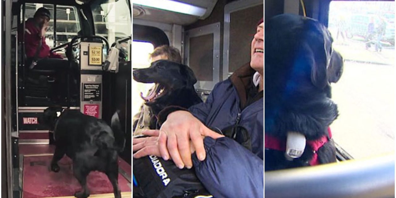 Dog rides bus by herself every day to play in local park – then takes bus home again