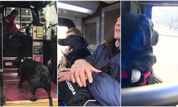 Dog rides bus by herself every day to play in local park – then takes bus home again