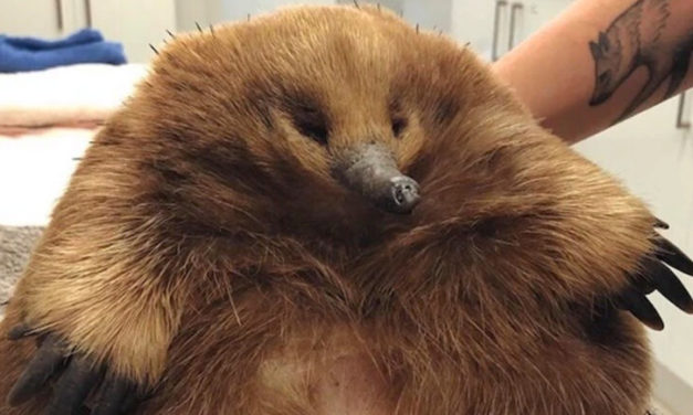 Meet Eleanor, The Giant Echidna So Chonky She Survived Getting Hit By Car