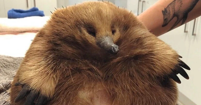 Meet Eleanor, The Giant Echidna So Chonky She Survived Getting Hit By Car
