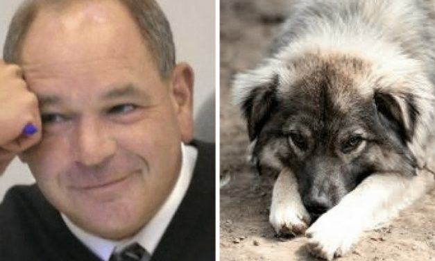 Ohio Judge Gets Creative With Animal Abusers And Gives Them A Taste Of Their Own Medicine