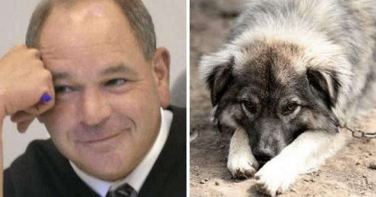 Ohio Judge Gets Creative With Animal Abusers And Gives Them A Taste Of Their Own Medicine