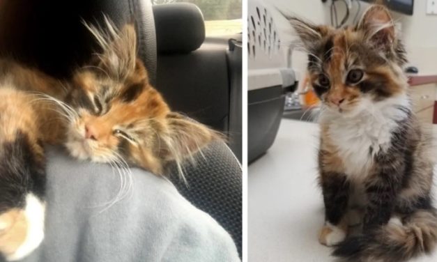Stray Kitty Wandered Into A Man’s Apartment And Changed His Life Forever