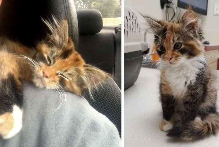 Stray Kitty Wandered Into A Man’s Apartment And Changed His Life Forever