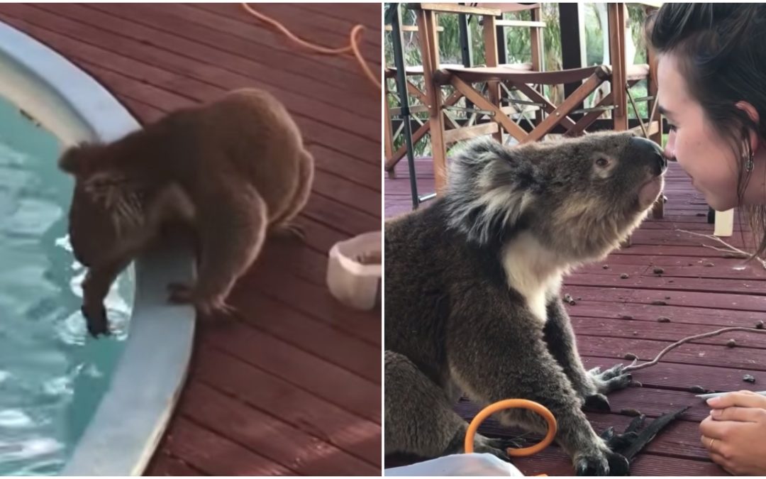 Cute Koala Heads Over To Neighbors’ For Kisses And Cuddles By The Pool