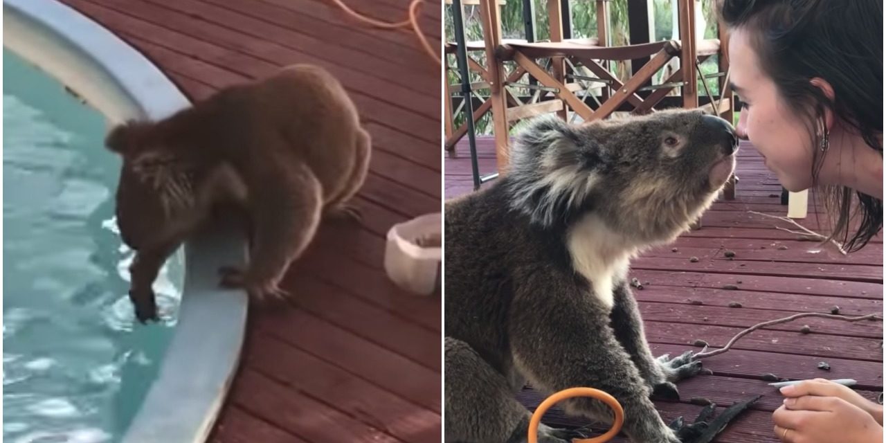 Cute Koala Heads Over To Neighbors’ For Kisses And Cuddles By The Pool