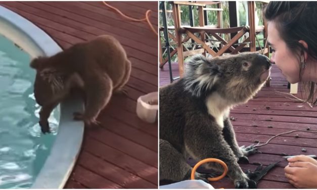 Cute Koala Heads Over To Neighbors’ For Kisses And Cuddles By The Pool