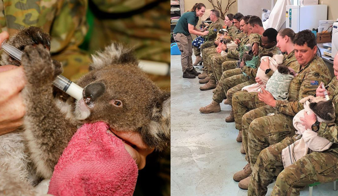 Australian Army Soldiers Are Volunteering To Take Care Of Injured Koalas