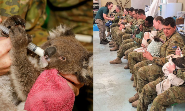 Australian Army Soldiers Are Volunteering To Take Care Of Injured Koalas