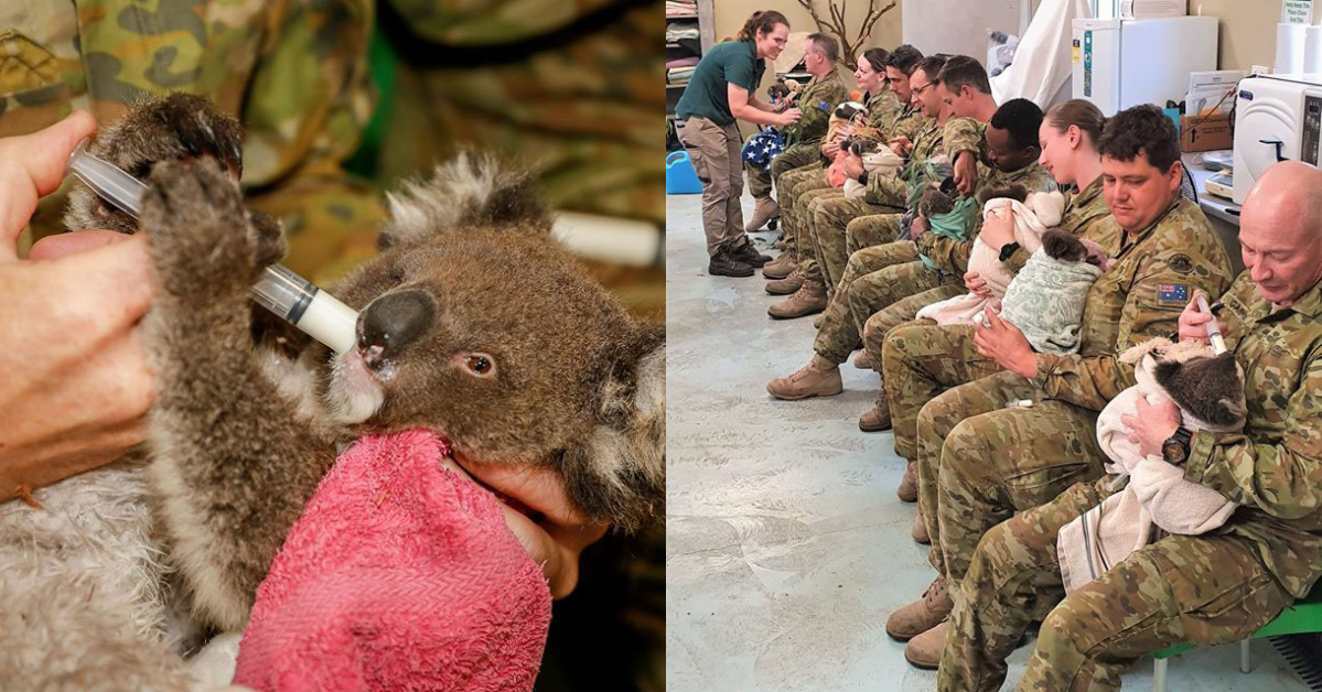 Australian Army Soldiers Are Volunteering To Take Care Of Injured Koalas