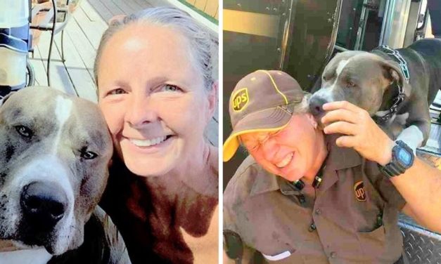 Pit Bull Begs UPS Driver In Tears To Give Him A Home After Mom’s Death