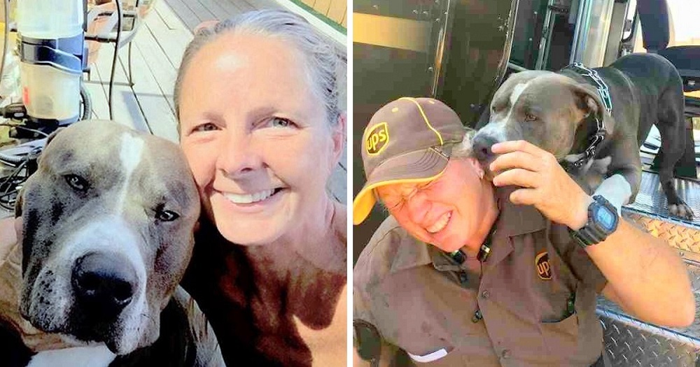 Pit Bull Begs UPS Driver In Tears To Give Him A Home After Mom’s Death