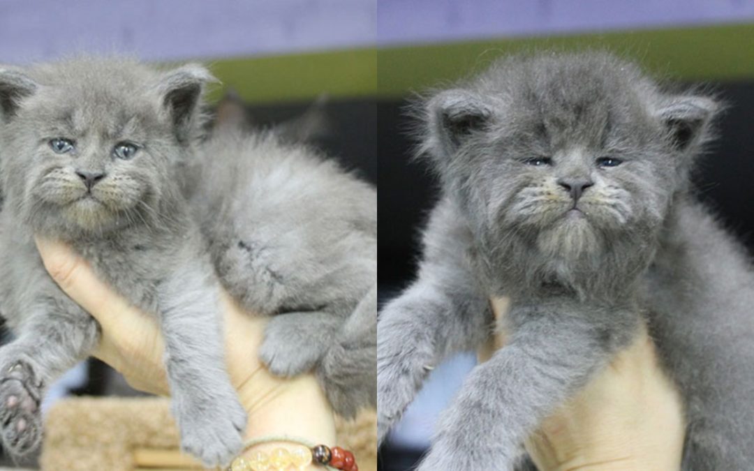 5 Maine Coon Kittens Were Born With Cute But Grumpy Faces
