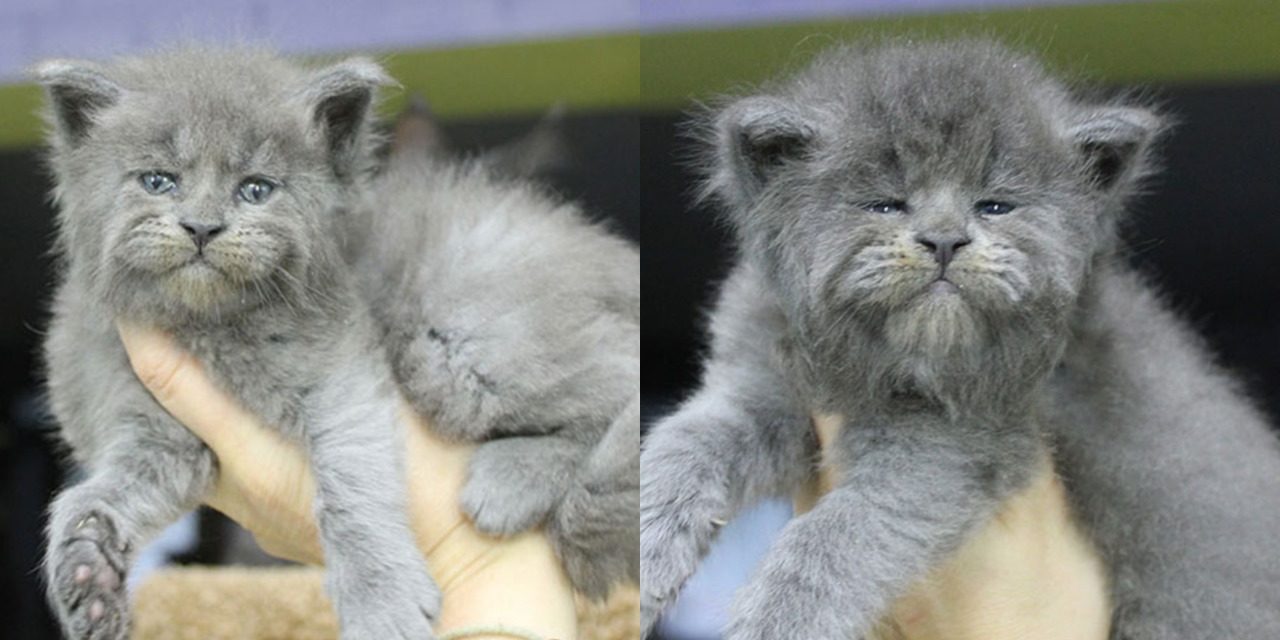 5 Maine Coon Kittens Were Born With Cute But Grumpy Faces