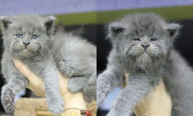 5 Maine Coon Kittens Were Born With Cute But Grumpy Faces