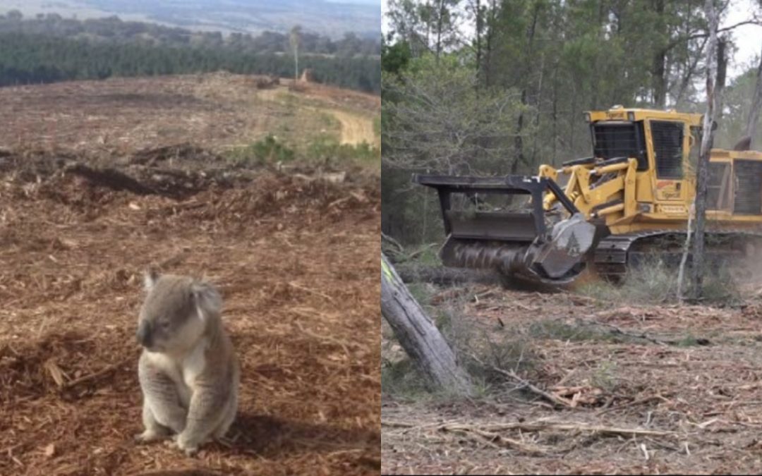After Thousands of Koalas Died in the Bushfires, 500 More Killed During Land Clearing in Australia