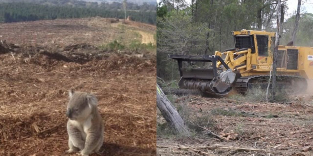 After Thousands of Koalas Died in the Bushfires, 500 More Killed During Land Clearing in Australia