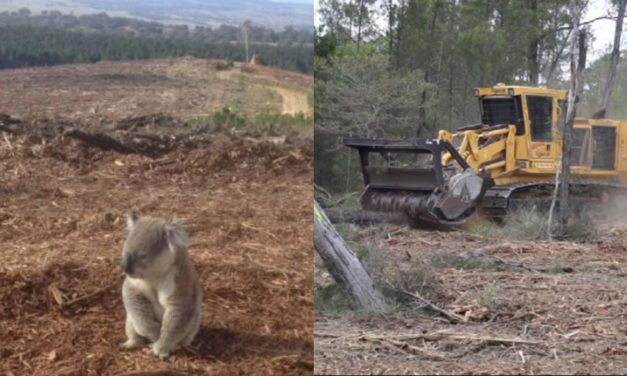 After Thousands of Koalas Died in the Bushfires, 500 More Killed During Land Clearing in Australia