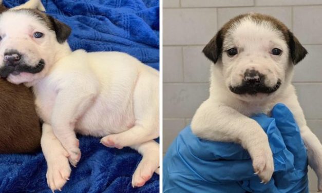 Meet Salvador Dolly, The Shelter Puppy Born With The Most Glorious Mustache