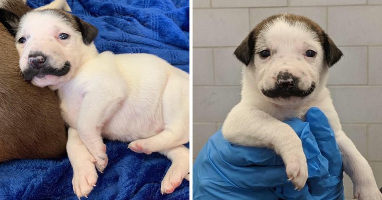 Meet Salvador Dolly, The Shelter Puppy Born With The Most Glorious Mustache