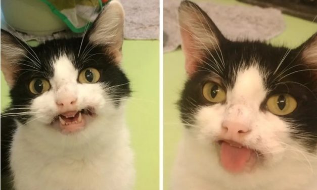 Cat At Shelter Smiles At Everyone Hoping Someone Would Notice Her