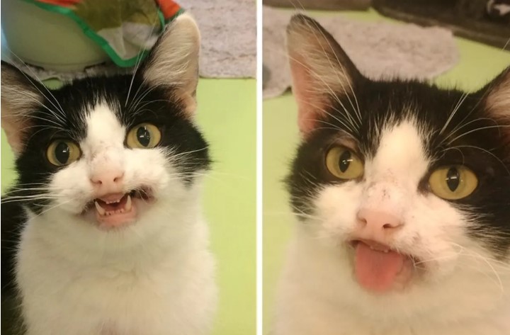 Cat At Shelter Smiles At Everyone Hoping Someone Would Notice Her