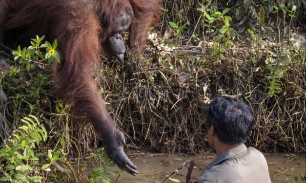 Watch: Amazing Moment Orangutan Reaches Out To Protect Man From Snakes
