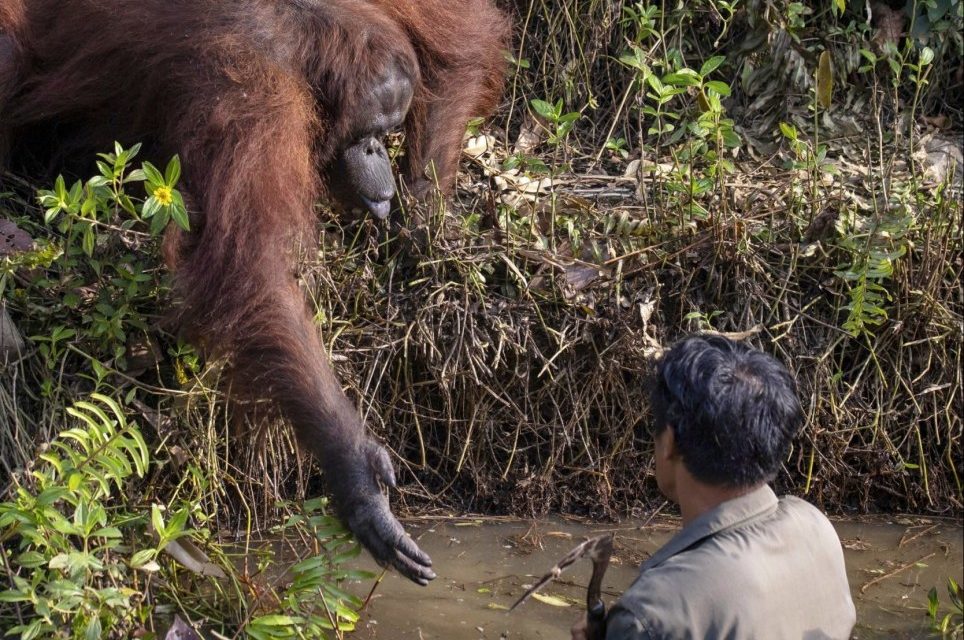 Watch: Amazing Moment Orangutan Reaches Out To Protect Man From Snakes