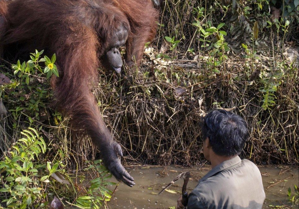 Watch: Amazing Moment Orangutan Reaches Out To Protect Man From Snakes