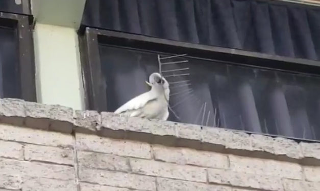 Angry Cockatoo Tears Down Anti-Bird Spikes And Thrashes Them To The Ground