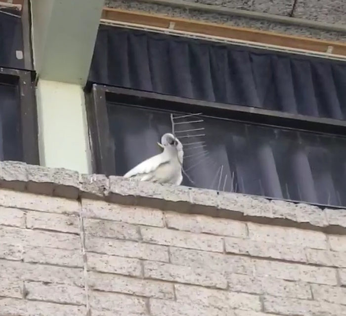 Angry Cockatoo Tears Down Anti-Bird Spikes And Thrashes Them To The Ground