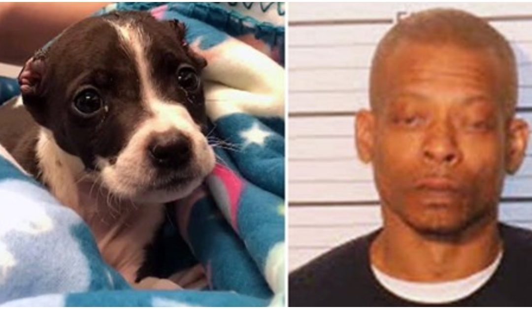 Man Cuts Off Baby Pitbull’s Ears Leaving Him In Complete Agony