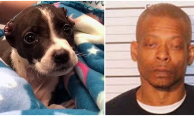 Man Cuts Off Baby Pitbull’s Ears Leaving Him In Complete Agony