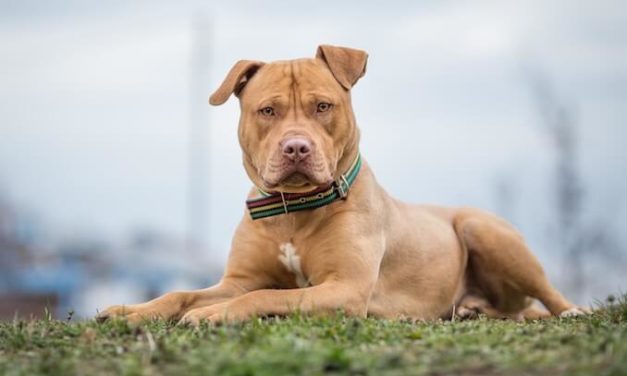 Denver Pit Bull Ban Could End After Being 30 Years In Place