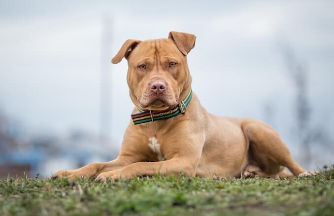 Denver Pit Bull Ban Could End After Being 30 Years In Place
