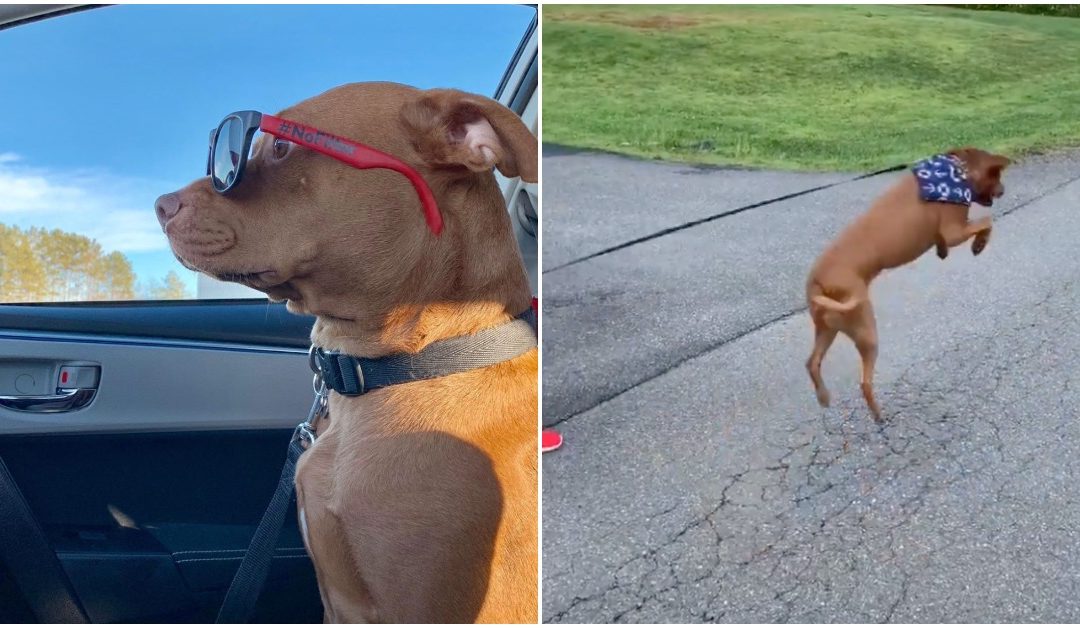 “Talking” Shelter Dog Can’t Stop Jumping For Joy Since Adopted