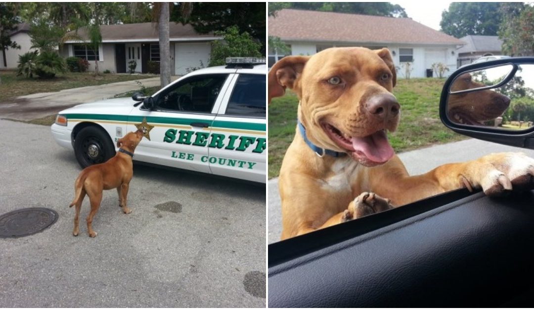 Sherif Responds To Call About “Vicious” Pit Bull On The Loose, Dog Comes Right At His Car
